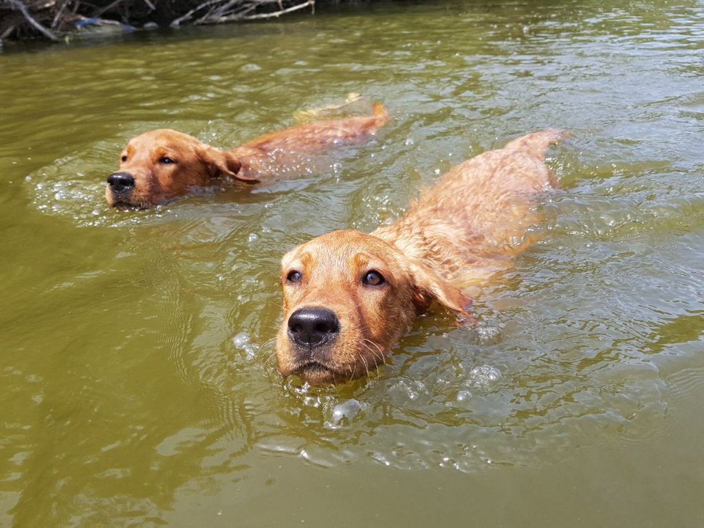 schwimmende Labradore